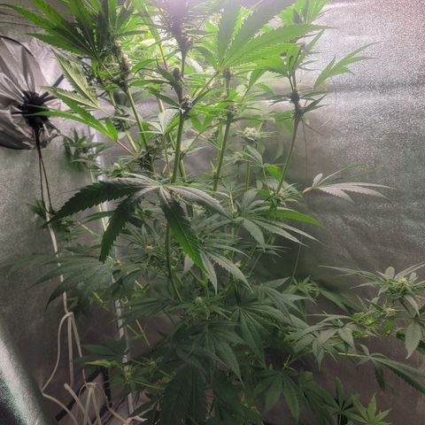 Budina growlog timeline photo