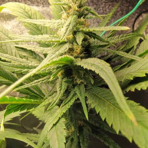 Budina growlog timeline photo