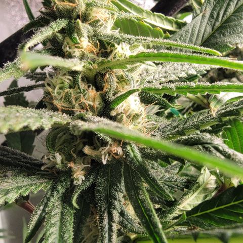 Budina growlog timeline photo