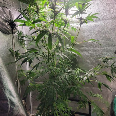 Budina growlog timeline photo