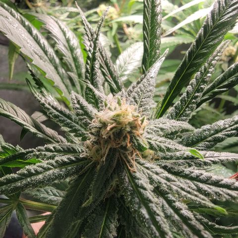 Budina growlog timeline photo