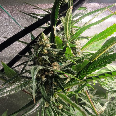 Budina growlog timeline photo