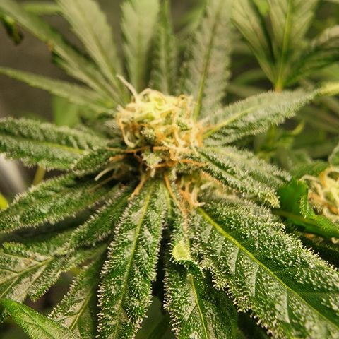 Budina growlog timeline photo