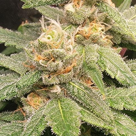 Budina growlog timeline photo