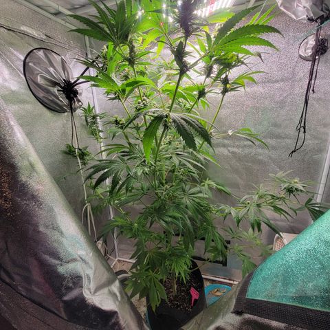 Budina growlog timeline photo