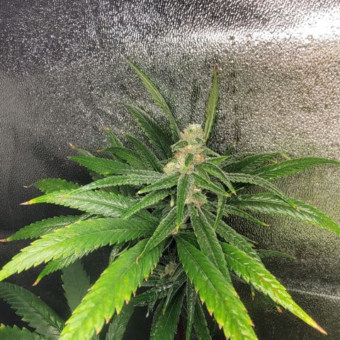 Budina growlog timeline photo