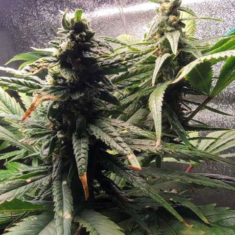 Budina growlog timeline photo