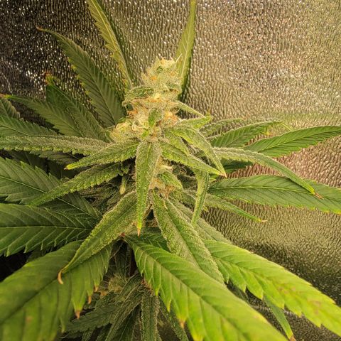 Budina growlog timeline photo