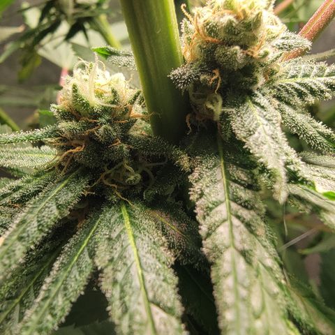Budina growlog timeline photo