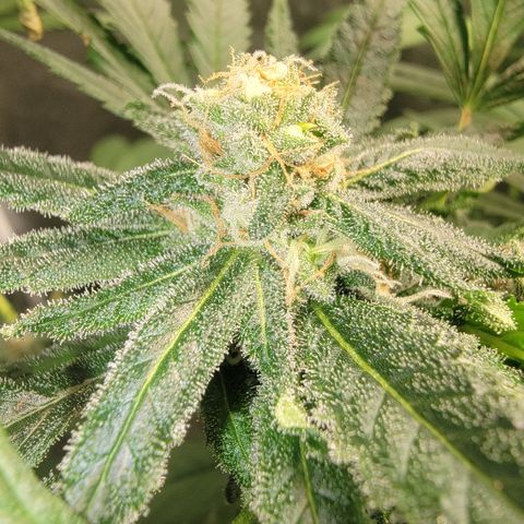 Budina growlog timeline photo