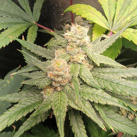 Budina growlog timeline photo