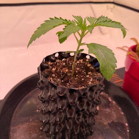 Sticky Boof  growlog photo: Gegossen mit Nährlösung 250ml
Rhino Skin
Calmag Xtra 
Voodoo Juice 
Sensizym
B-52

EC: 0,83
PH: 6,1-6,3
