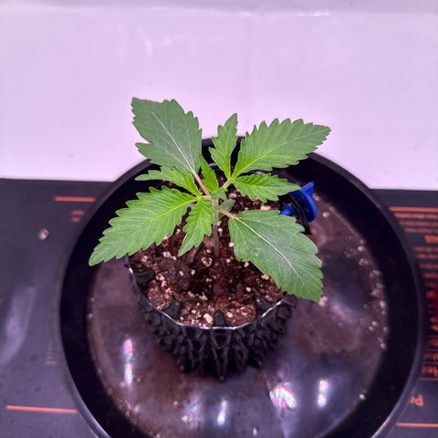 Sticky Boof  growlog photo: Gegossen mit Nährlösung 250ml
Rhino Skin
Calmag Xtra 
Voodoo Juice 
Sensizym
B-52

EC: 0,83
PH: 6,1-6,3

