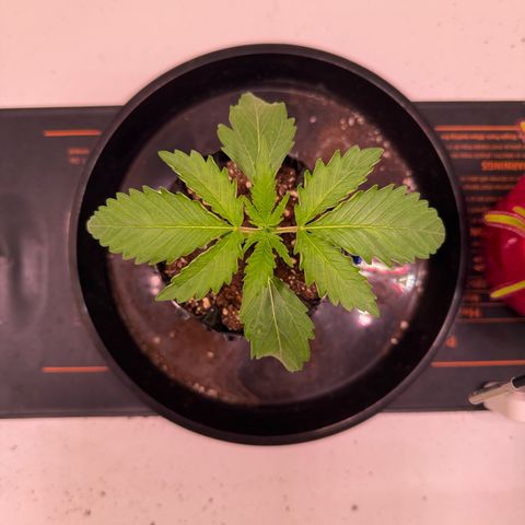 Sticky Boof  growlog photo: Gegossen mit Nährlösung 250ml
Rhino Skin
Calmag Xtra 
Voodoo Juice 
Sensizym
B-52

EC: 0,83
PH: 6,1-6,3
