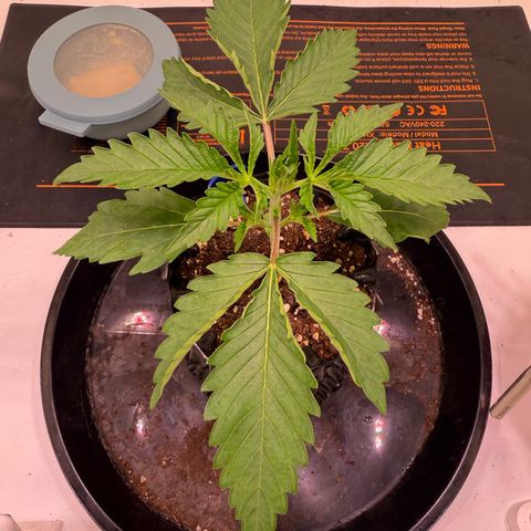 Sticky Boof  growlog photo: Alles gut Pflanze Vital