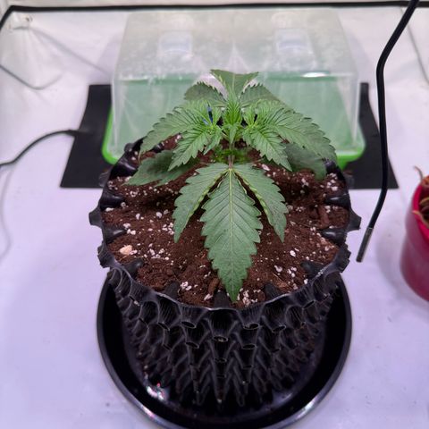 Sticky Boof  growlog timeline photo