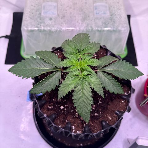 Sticky Boof  growlog photo: Vom umtopfen noch ein wenig gestresst.