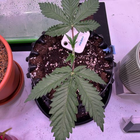 Sticky Boof  growlog timeline photo