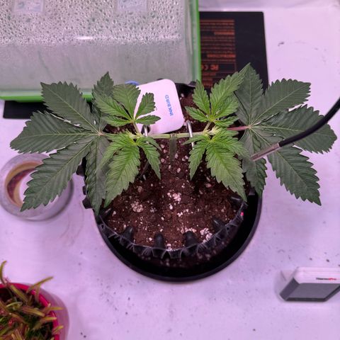 Sticky Boof  growlog timeline photo