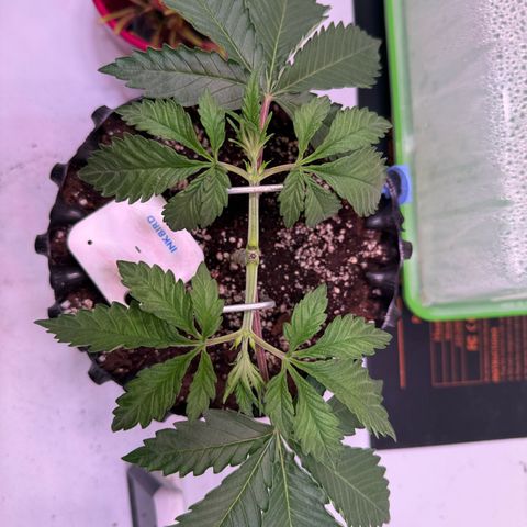 Sticky Boof  growlog timeline photo