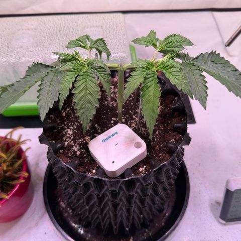 Sticky Boof  growlog timeline photo