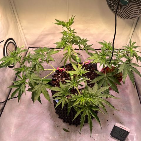 Sticky Boof  growlog photo: War ne Woche in Urlaub … hat sich wieder bestens erholt. Die nächste Woche dann umtopfen. 