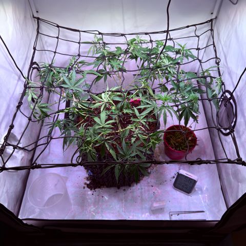 Sticky Boof  growlog timeline photo