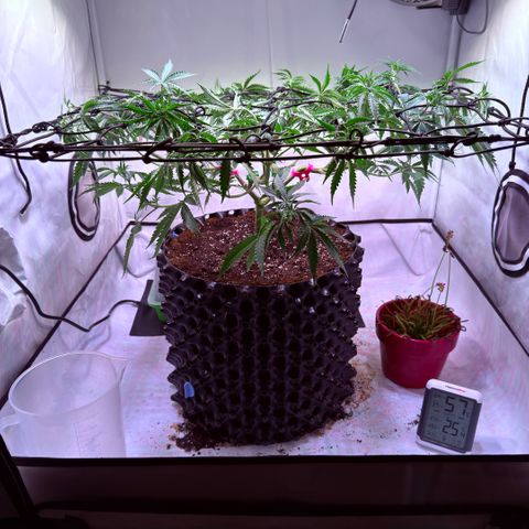 Sticky Boof  growlog timeline photo