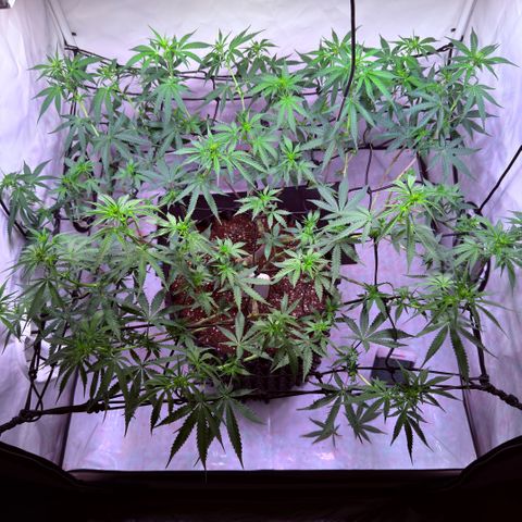 Sticky Boof  growlog photo: Läuft alles gut 