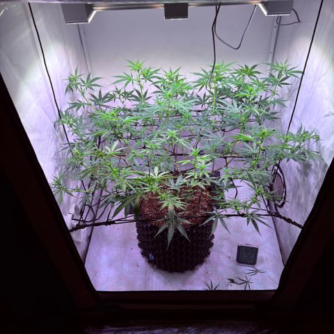 Sticky Boof  growlog timeline photo