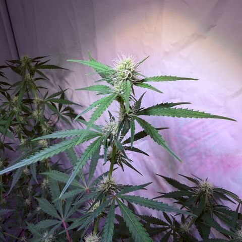 Sticky Boof  growlog timeline photo