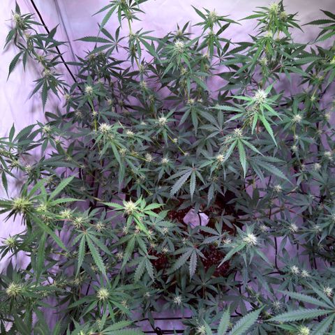 Sticky Boof  growlog timeline photo