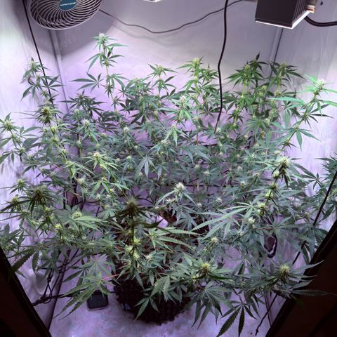 Sticky Boof  growlog timeline photo