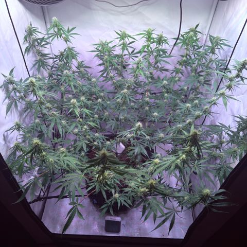 Sticky Boof  growlog timeline photo