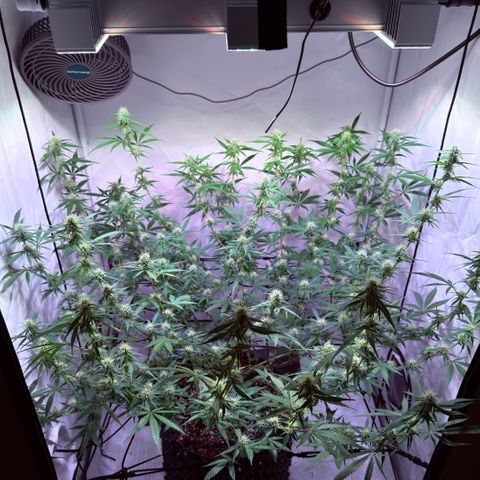 Sticky Boof  growlog timeline photo