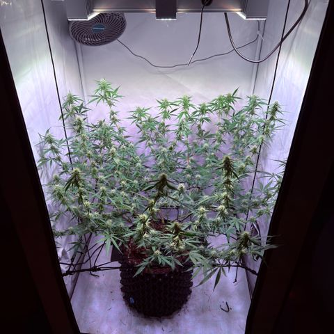 Sticky Boof  growlog timeline photo