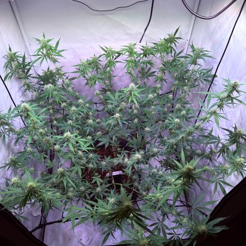 Sticky Boof  growlog timeline photo