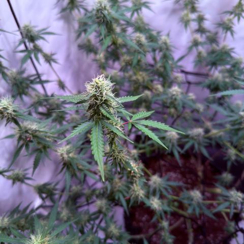 Sticky Boof  growlog timeline photo