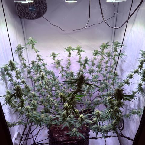Sticky Boof  growlog timeline photo