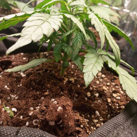 Titan F1 Hybrid RQS growlog timeline photo