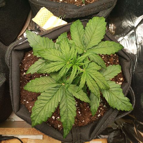 Titan F1 Hybrid RQS growlog timeline photo