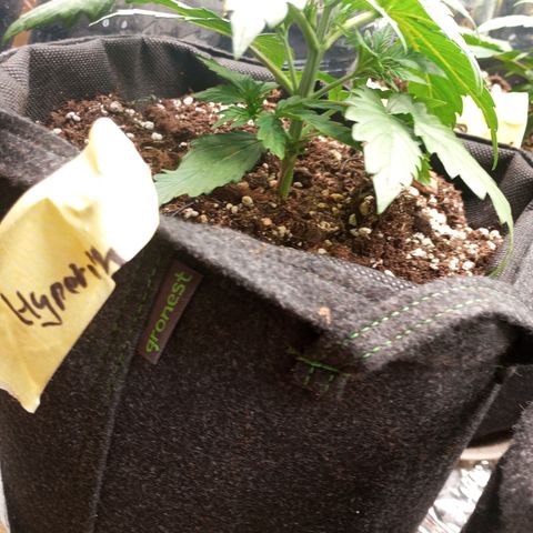 Hyperion F1 Hybrid RQS growlog timeline photo