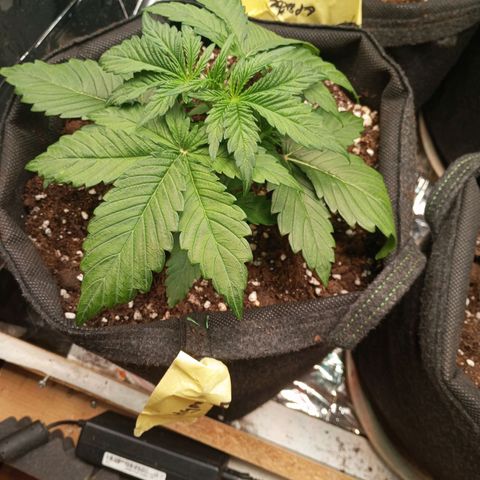 Hyperion F1 Hybrid RQS growlog timeline photo