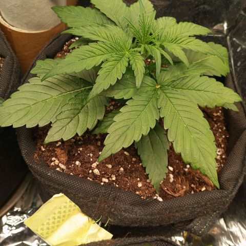 Medusa F1 Hybrid RQS  growlog timeline photo