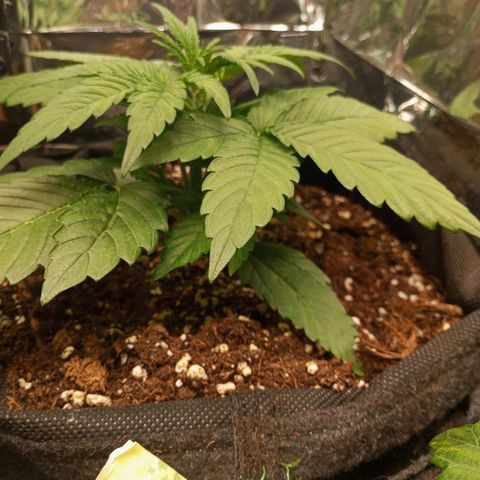 Medusa F1 Hybrid RQS  growlog timeline photo