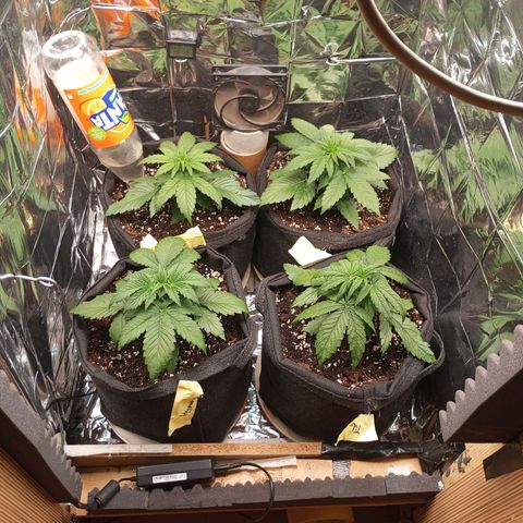Titan F1 Hybrid RQS growlog timeline photo