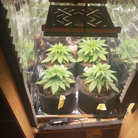 Titan F1 Hybrid RQS growlog timeline photo