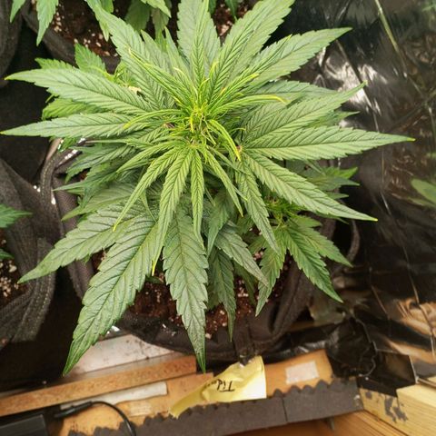 Titan F1 Hybrid RQS growlog timeline photo