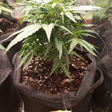 Titan F1 Hybrid RQS growlog timeline photo