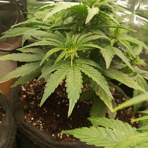 Medusa F1 Hybrid RQS  growlog timeline photo